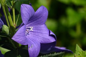2025-08039888 Tower Hill Botanic Garden, MA